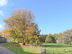 The ancient "Jougs" by Gordon Castle Lake.