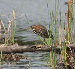 héron vert/green heron