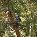 Pale Headed Rosella 1014 30