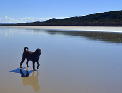 four dogs at Sandy Point