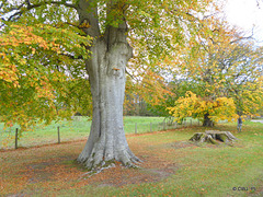 Autumn colours by the Piper's House, Gordon Castle grounds