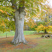 Autumn colours by the Piper's House, Gordon Castle grounds