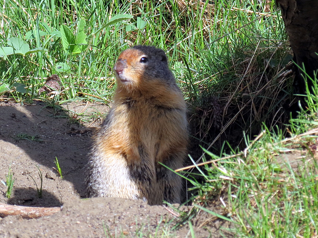 Ground Squirrel 2