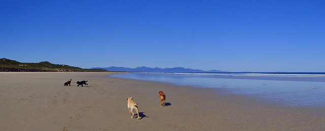 four dogs at Sandy Point