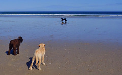 four dogs at Sandy Point