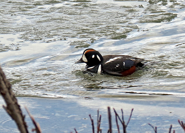 Harlequin Duck