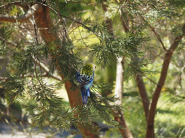 Pale Headed Rosella 1014 39 Pale Headed Rosella 1014 39