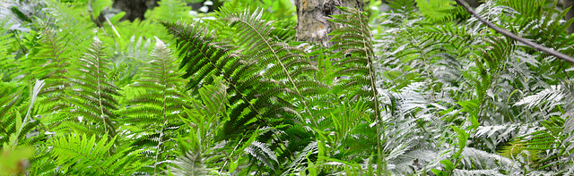 Ferns