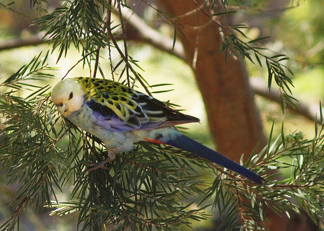 Pale Headed Rosella 1014 49 crop