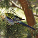 Pale Headed Rosella 1014 49 crop