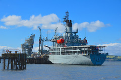 RFA GOLD ROVER