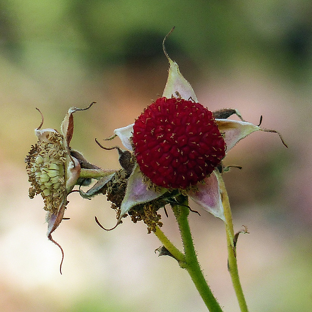 Purple-flowering Raspberry / Rubus odoratus