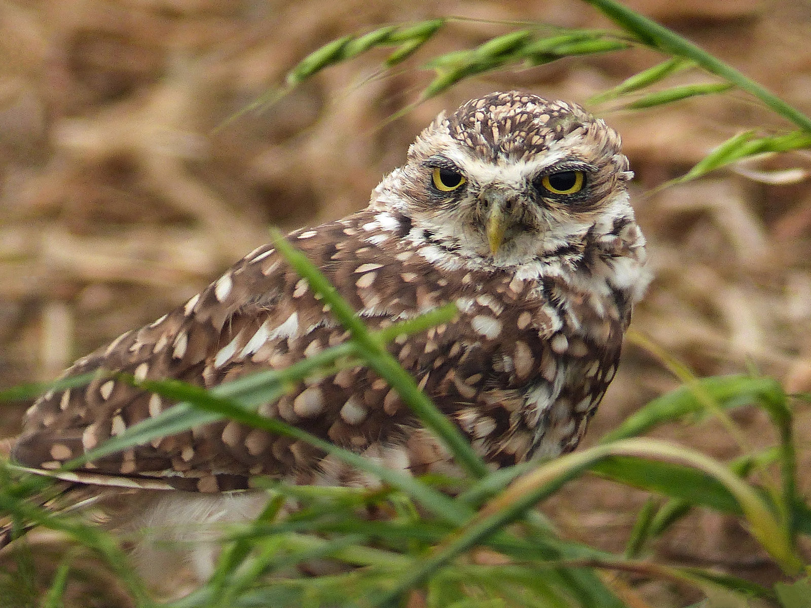 Hiding in the grasses