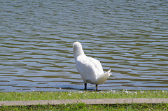 ballade sur les bords de Saône