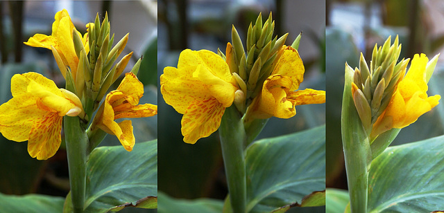 Aufblühen einer Canna, auch Blumenrohr genannt.  ©UdoSm