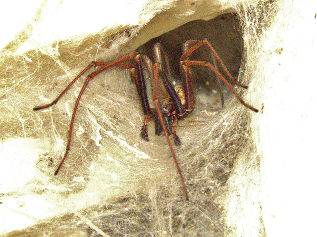 spider, wickhampton church, norfolk