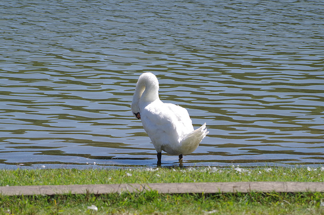 ballade sur les bords de Saône oiseaux bird Vogel