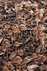 A Forest of Mushrooms