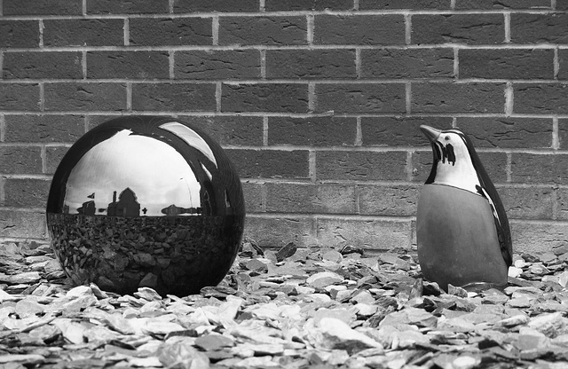 The Penguin and The Sphere (Mono) - 17 August 2014