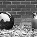 The Penguin and The Sphere (Mono) - 17 August 2014