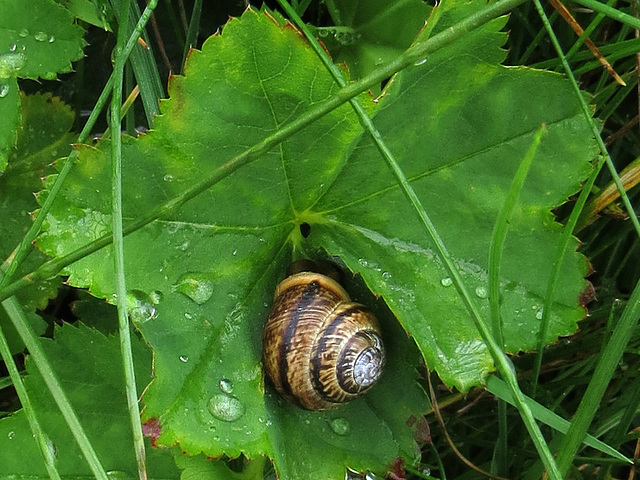 Schnecke