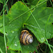 Schnecke