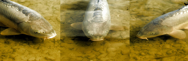 Spiegelkarpfen. ©UdoSm