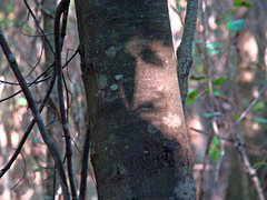 Beware - The Trees are Watching!