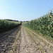 Durchblick - Maisfeld bei Petkus