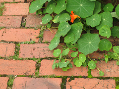 Nasturtium