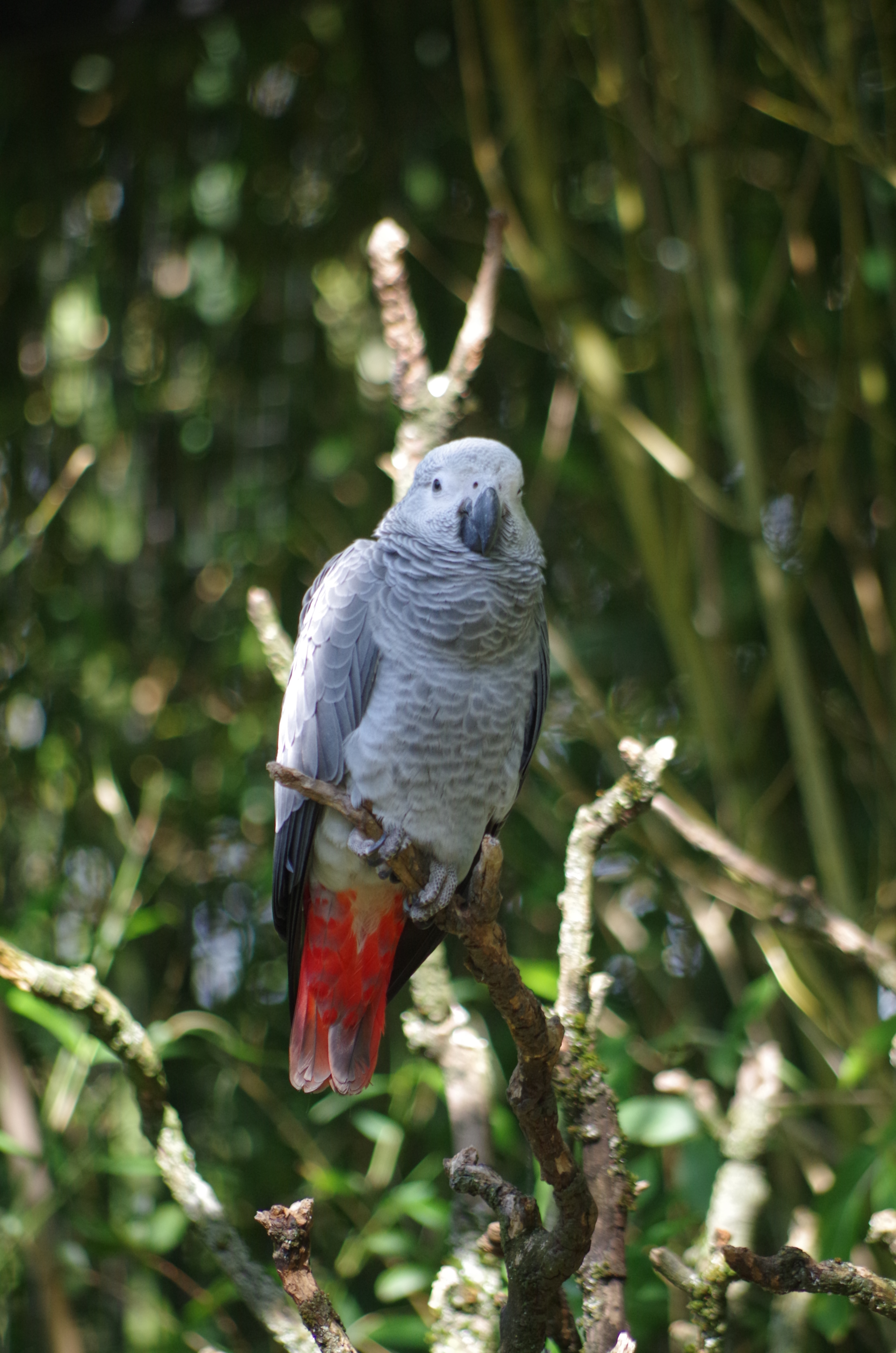 Parc aux oiseaux Villars les Dombes