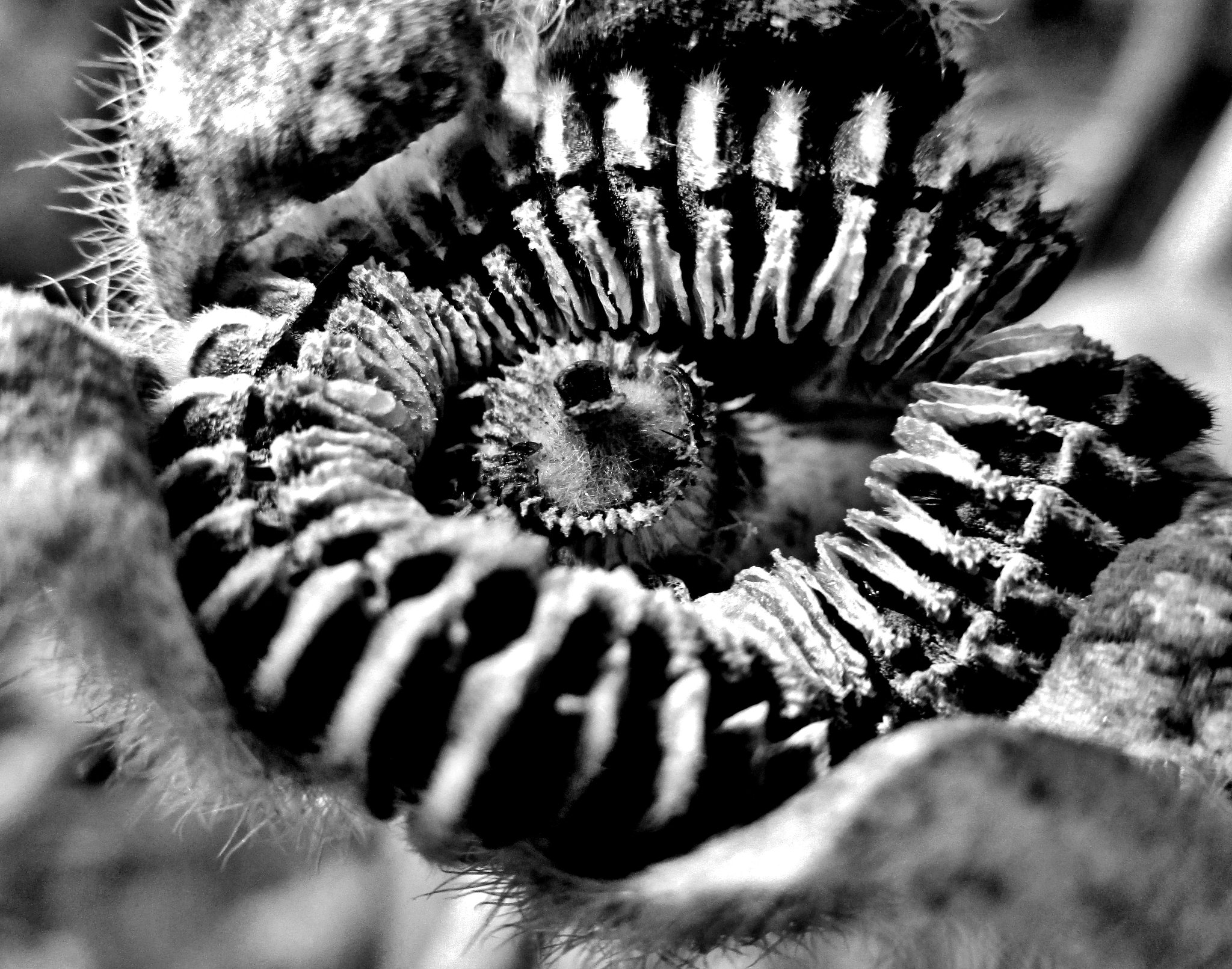 Hollyhock seed head