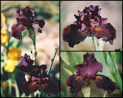 Iris Cannonball