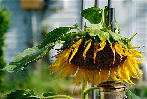 It's That Sunflower Again