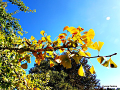 Leaves Enjoying Sunlight