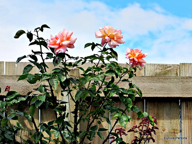 Fence with roses