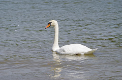 ballade sur les bords de Saône