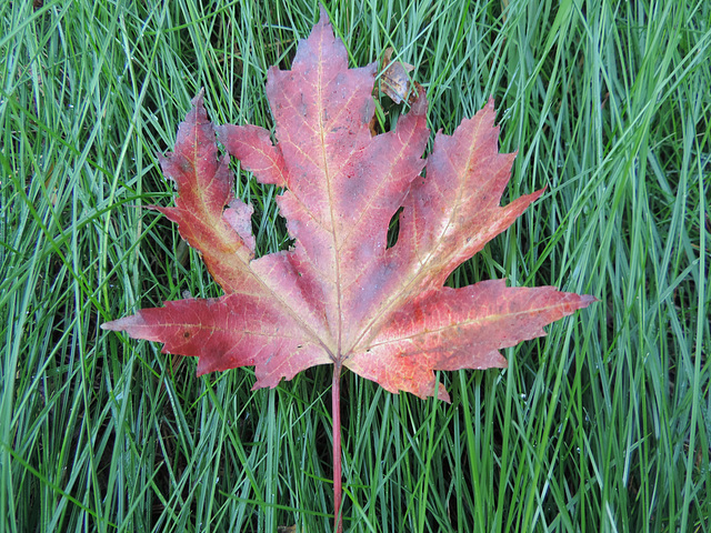 Der Herbst 2014 klopft an...