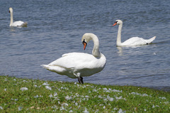 ballade sur les bords de Saône