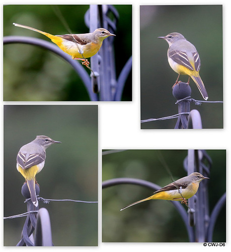 Grey Wagtail - first time I have ever seen one perched on top of the feeding post...