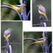 Grey Wagtail - first time I have ever seen one perched on top of the feeding post...