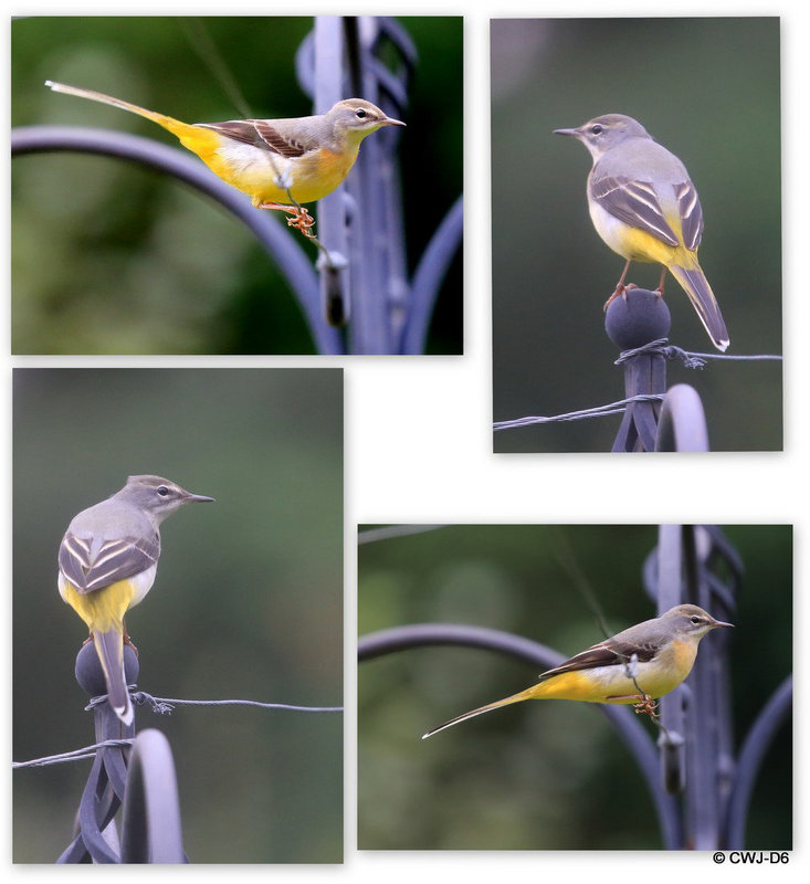 Grey Wagtail - first time I have ever seen one perched on top of the feeding post...