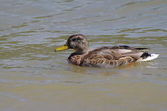 ballade sur les bords de Saône