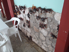 Wall real crabs / Crabes de mur.