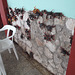 Wall real crabs / Crabes de mur.