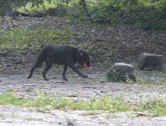 un chien géant?a giant dog?