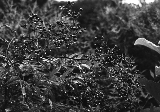 Heavenly bamboo in rain