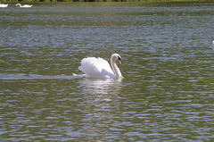 ballade sur les bords de Saône