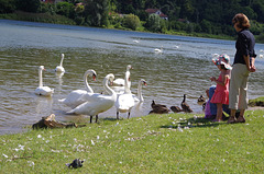 ballade sur les bords de Saône