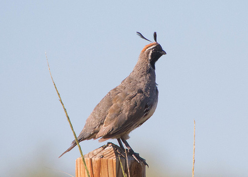 Gambel's Quail